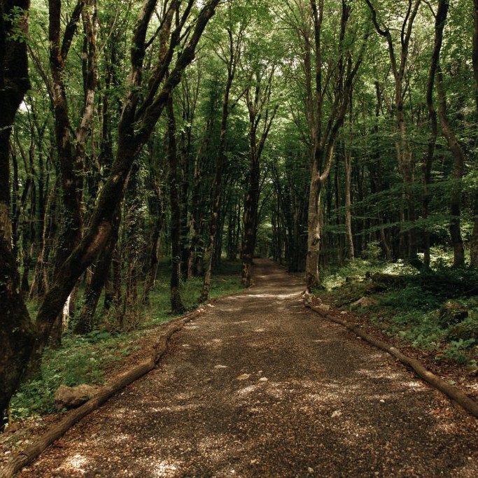 جولة غابات سارير – تجربة طبيعية في قلب الغابة